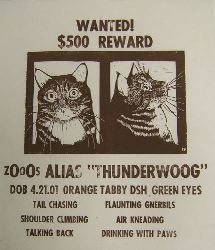cat wanted poster