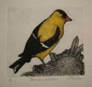 goldfinch