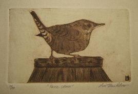 house wren