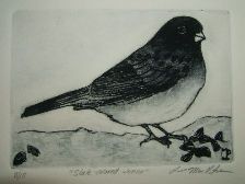 junco