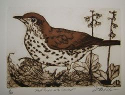 wood thrush